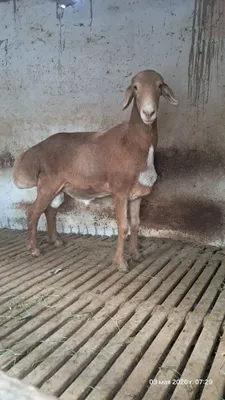 В продаже есть бараны 1