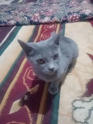 Кот Лео