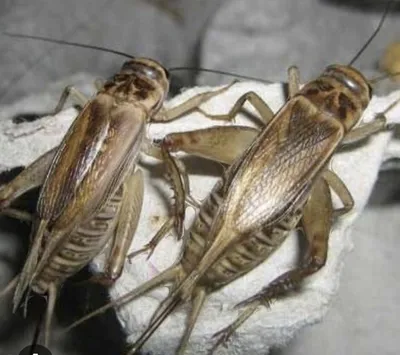 Chigirtka сверчок acheta domesticus 1