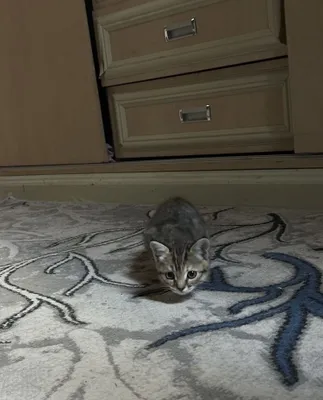 Ласковый котенок ищет любящую семью 1