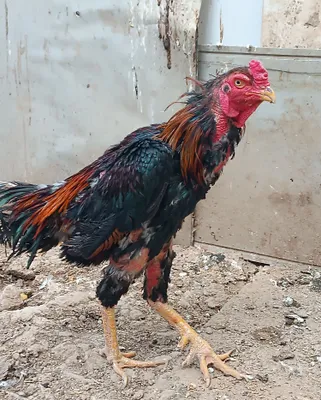 Dakan xoroz 19 oylik 1