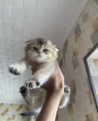 Кошка породы шиншилла 1