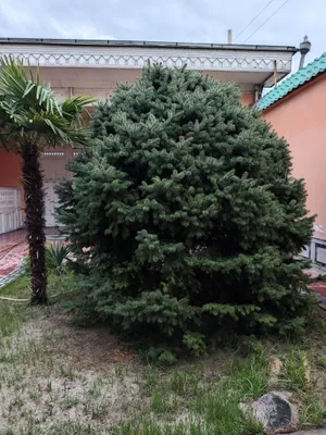 Цена договорная
