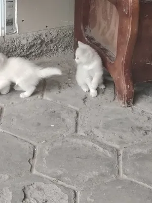 Отдадим котят в добрые руки 1