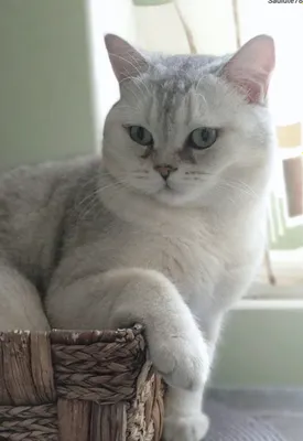 Британская серебристая шиншилла