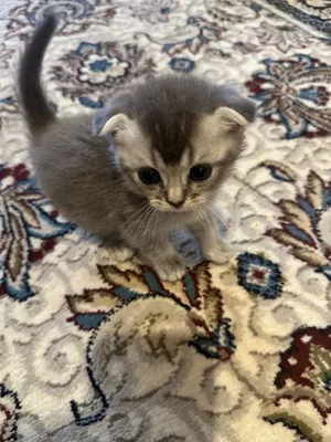 Mushuk, Scottish Fold 1