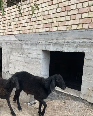 Qozi qochqorlar sotiladi 1