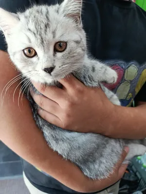 Uy mushugi tirnamidi 1