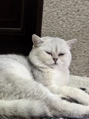 Вязка кота. Опытный кот. Приглашаем кошек 1