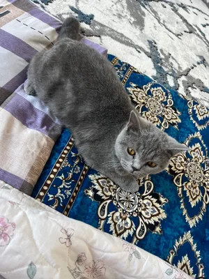 Шотландский страйт, котёнок 1
