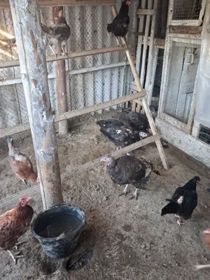 Продаются гуси утки 1