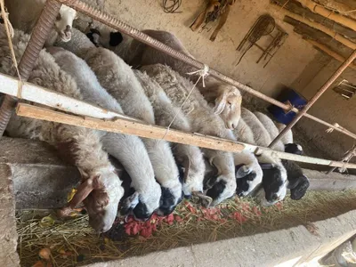 Qoy Sotiladi 20tabor 2 oy icida 10tasi tugadigan savdosi bor 1