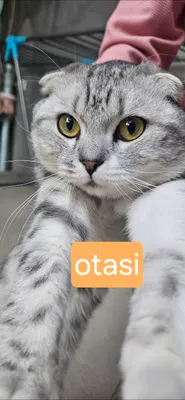 Продаются котята, 2 месяца. 1