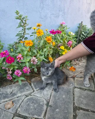 Уникальная девочка котёнок 1