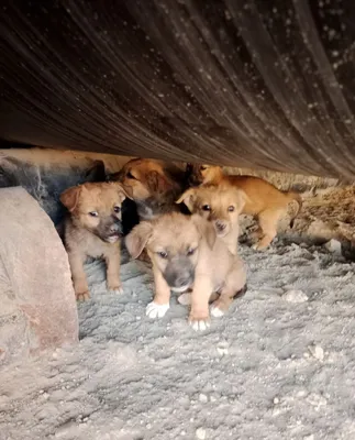 Gurji zotli kuchukchalar, 2,5 oylik 1