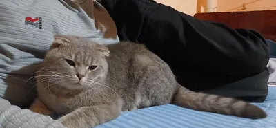 Породистая кошка 1