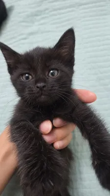Отдам котят в добрые руки 1