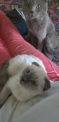 Продаются котята!! 1