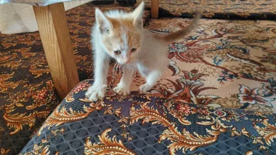 Хорошая красивая кошка