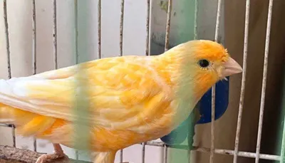 Kirilyuk bilan jinsiy aloqa Nataly Gold barcha porno videolar