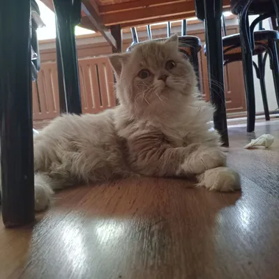 Кот готов на вязку