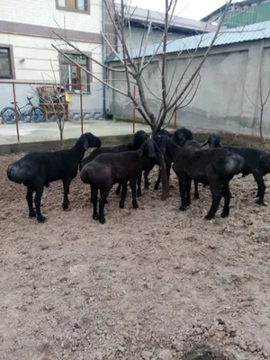 Продаются бараны 1