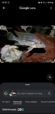 Neolamprolagus tetraganus