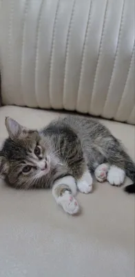 Котята отдаются в добрые руки 1