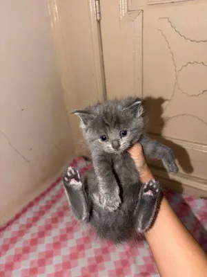 Продаётся породистый котёнок 1