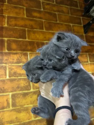 Породистые котята 3 шт каждая сама по себе красивая и умная 1