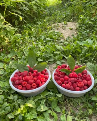 Продаются урожайные саженцы малины из Паркентского района! 1