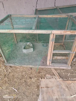 Tovuq va jojalar uchun katak 1