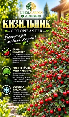 Кизильник горизонтальный