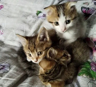Отдаются котята 1