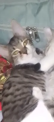kichinasini beraman,chuki kattasi sotildi 1