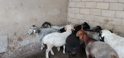 Бараны для свадеб и мероприятий 1