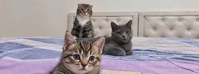 Продаётся котёнок