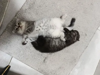 Продаётся кошки 2 месяцев 1