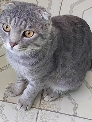 Transvestit porno qidirmoqda Turukmen jinsiy aloqa