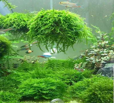 Akvarium uchun yava moxi 1