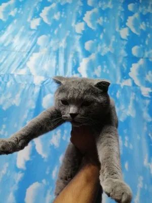 Спокойный породистый котёнок 1