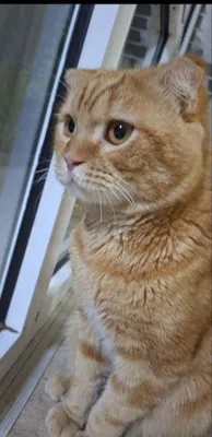 Шотландская кошка 1
