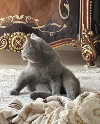 Шотландская прямоухая кошка для вязки 1