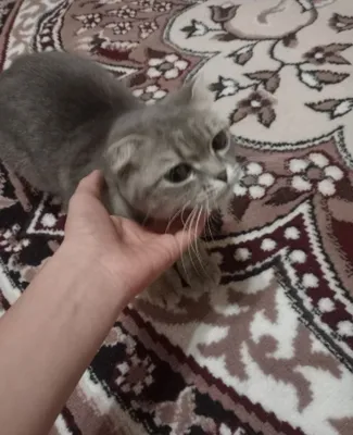 Scottish Fold,1,7 oylik yosh,urgochi Emlangan,toza, soglom va nasabli 1