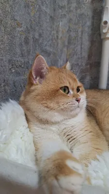 Предлагаем кошек для вязки 1