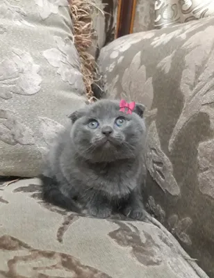 Чистокровные котята скоттиш-фолд 7