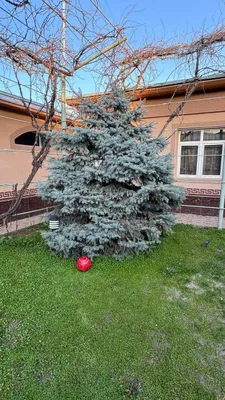 Большая и красивая голубая ель 1