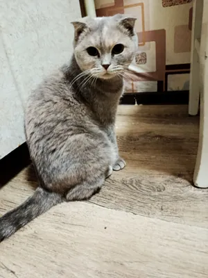 Золотая кошка 1