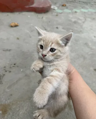 Бесплатно: домашние котята 1