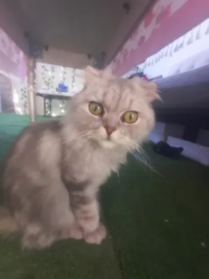 Продаётся кошка 1